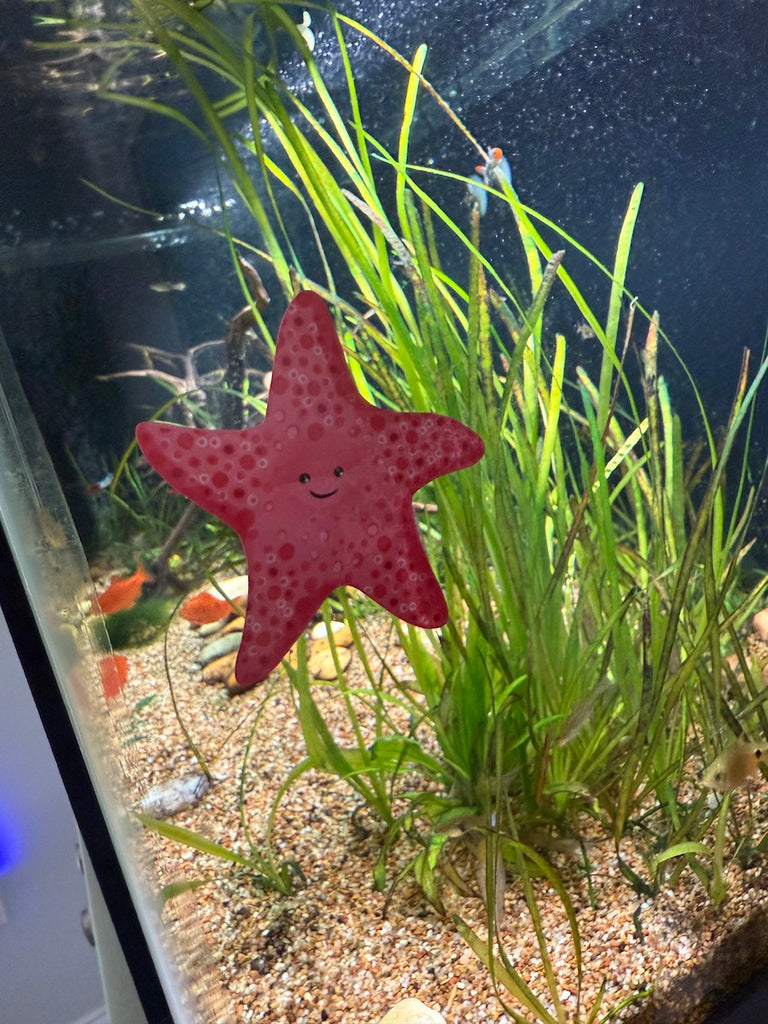 Peach Starfish Static Window Cling – Pretty Sheepy