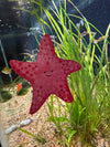 Peach Starfish Static Window Cling