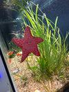 Peach Starfish Static Window Cling